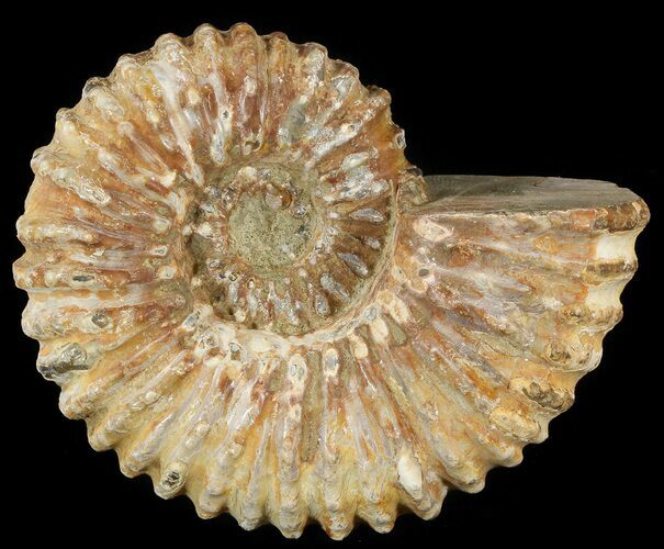 Bumpy Douvilleiceras Ammonite - Madagascar #53324